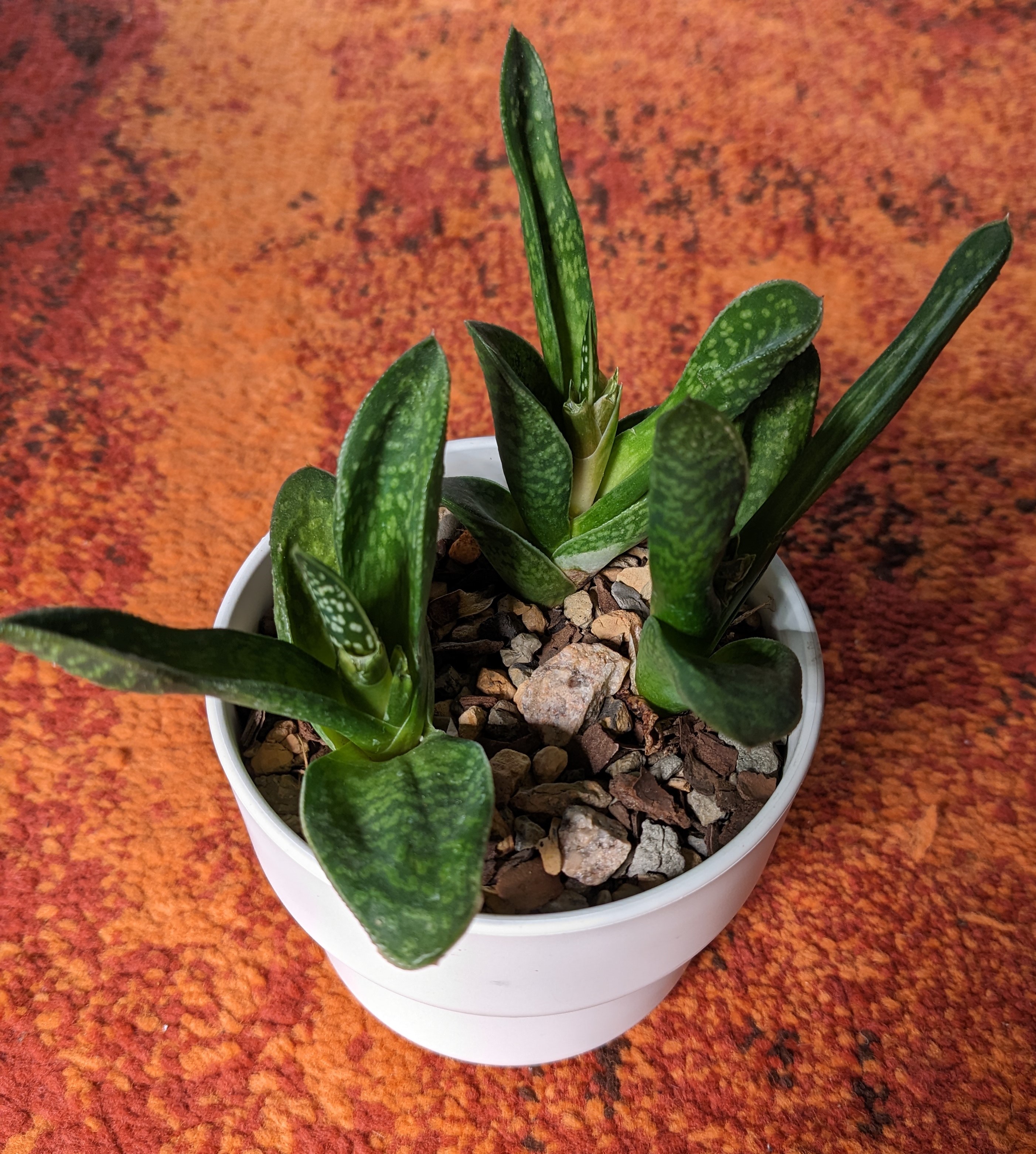 gasteria1