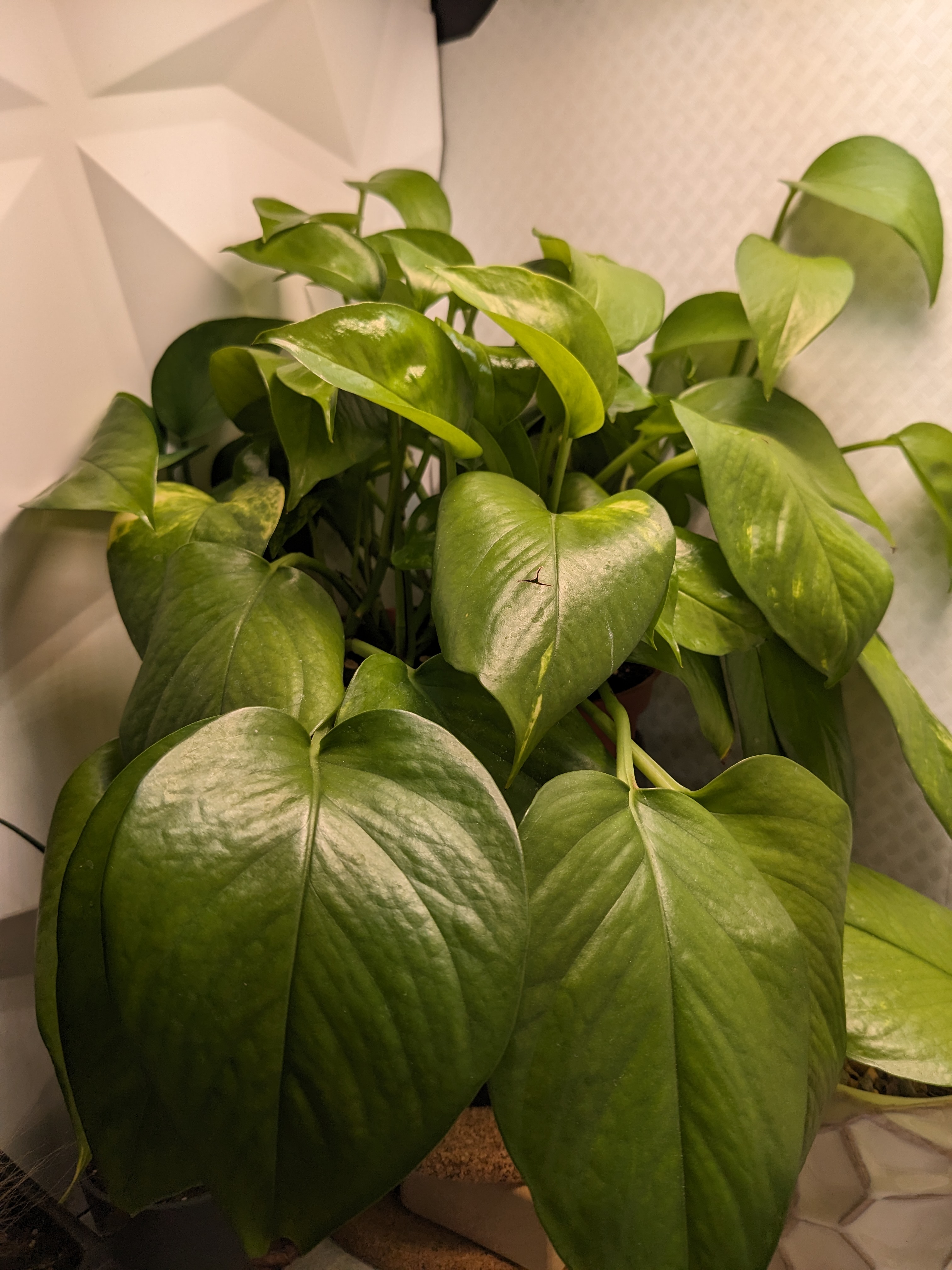 goldenpothos02